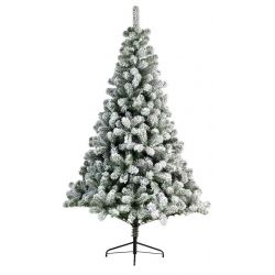 sapin imperial pine snowy...